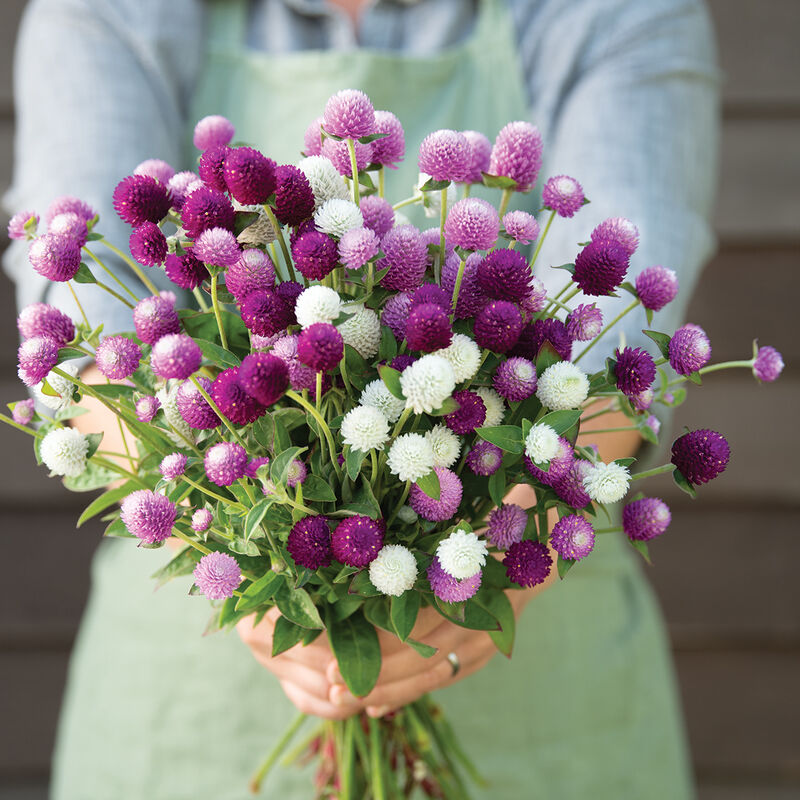 Gomphrena 'Audray Mix'