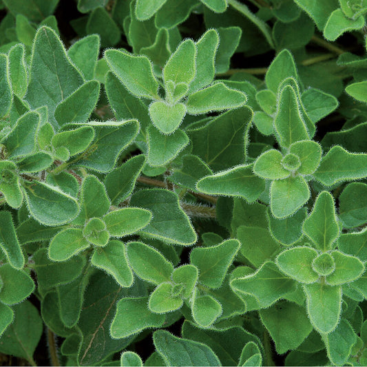 Herb 'Greek Oregano'