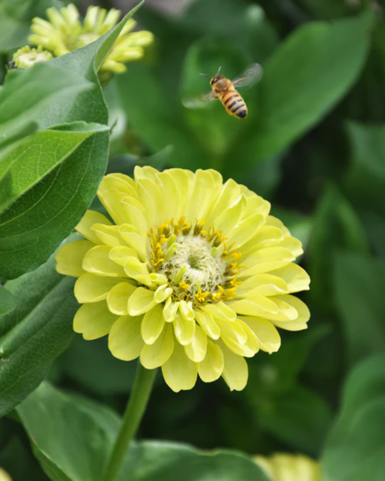 Zinnia 'Green Envy'