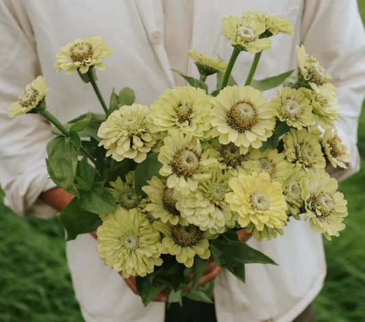 Zinnia 'Green Envy'