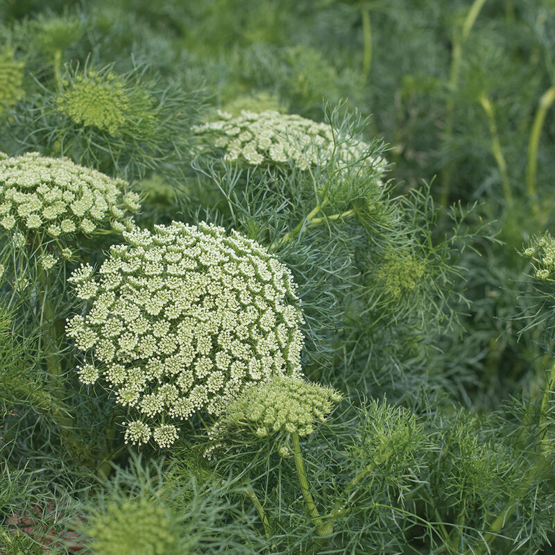 Ammi 'Green Mist'