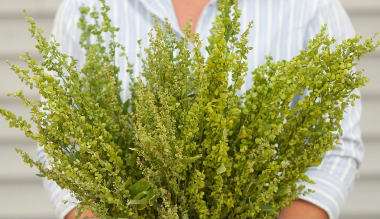 Atriplex 'Green Plume'