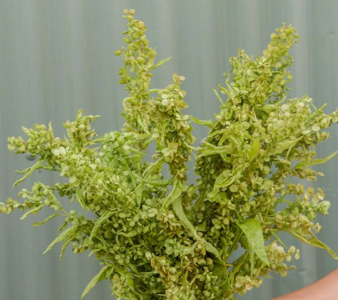 Atriplex 'Green Plume'