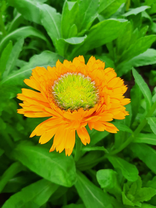 Calendula 'Greenheart Orange'