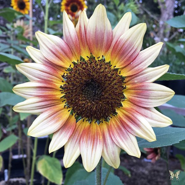 Sunflower 'Gypsy Charmer'