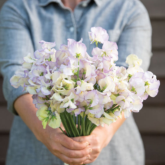 Sweet Pea 'High Scent'