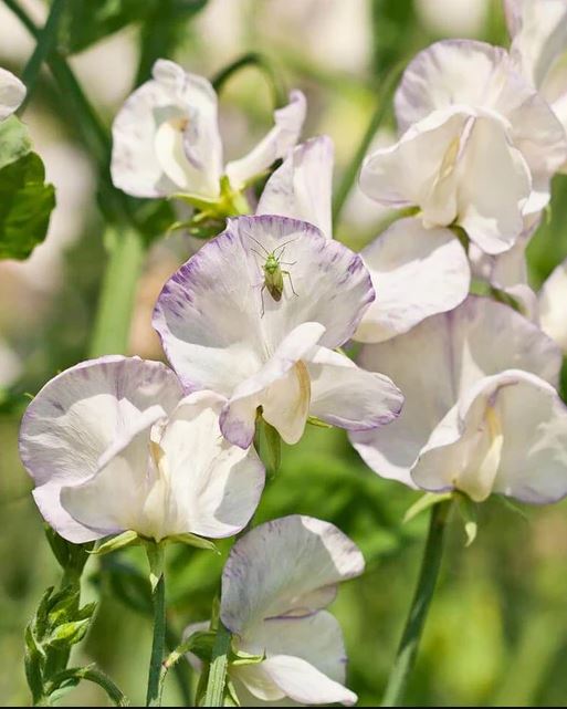 Sweet Pea 'High Scent'