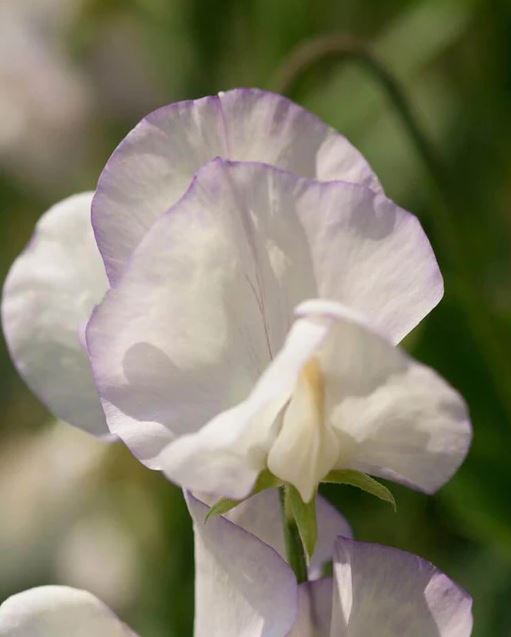 Sweet Pea 'High Scent'