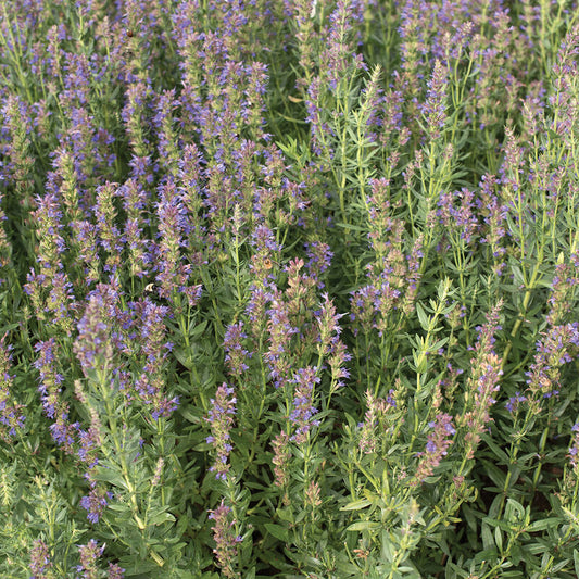 Herb 'Hyssop'