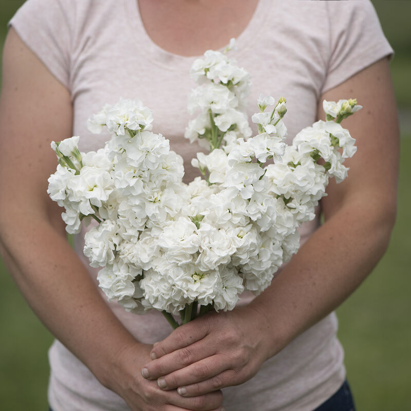 Stock 'Iron White'