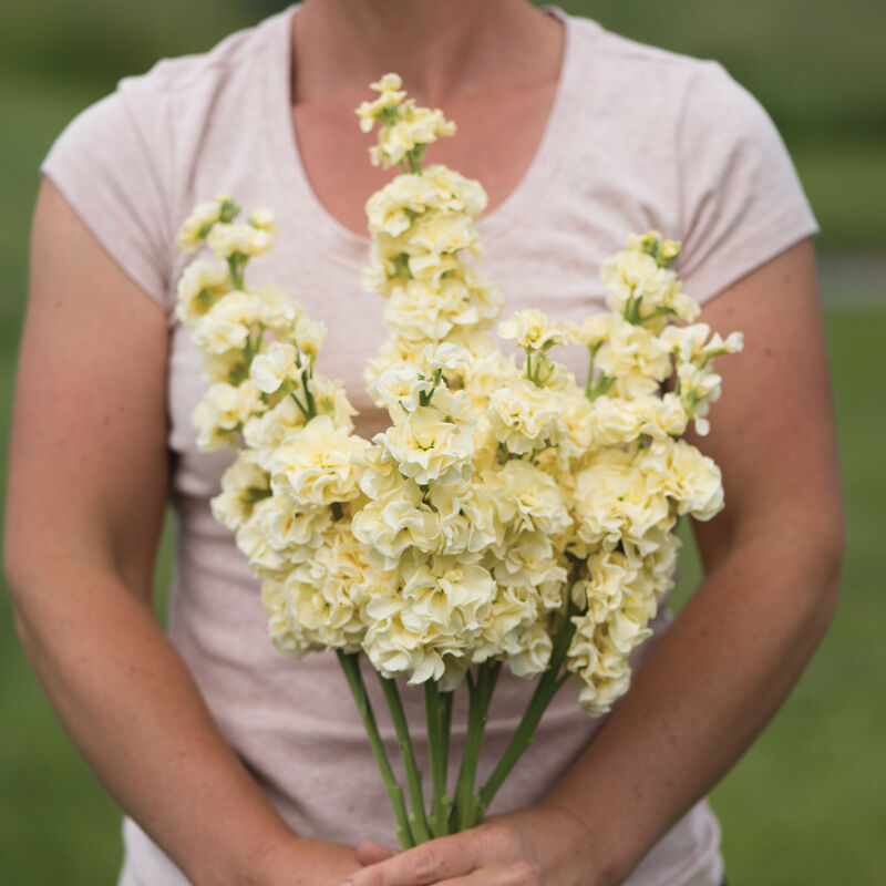 Stock 'Iron Yellow'