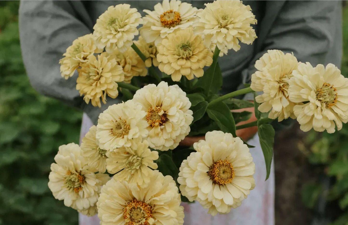 Zinnia 'Isabellina'