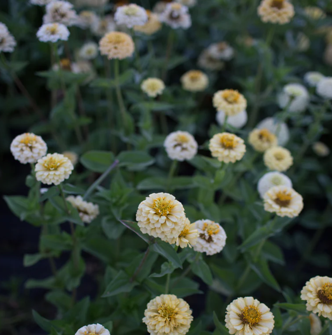 Bloomtastic - Zinnia Lovers Flower Seed Collection