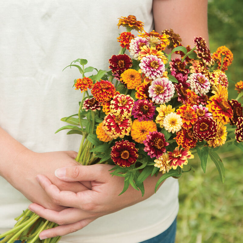 Zinnia 'Jazzy' Mix