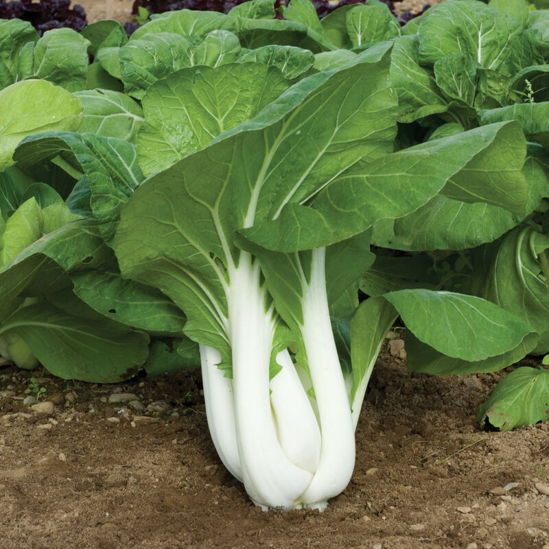 Bok Choy 'Joi Choi'