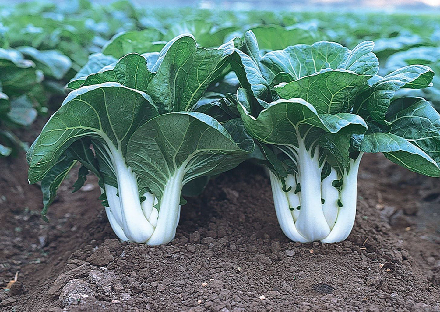 Bok Choy 'Joi Choi'