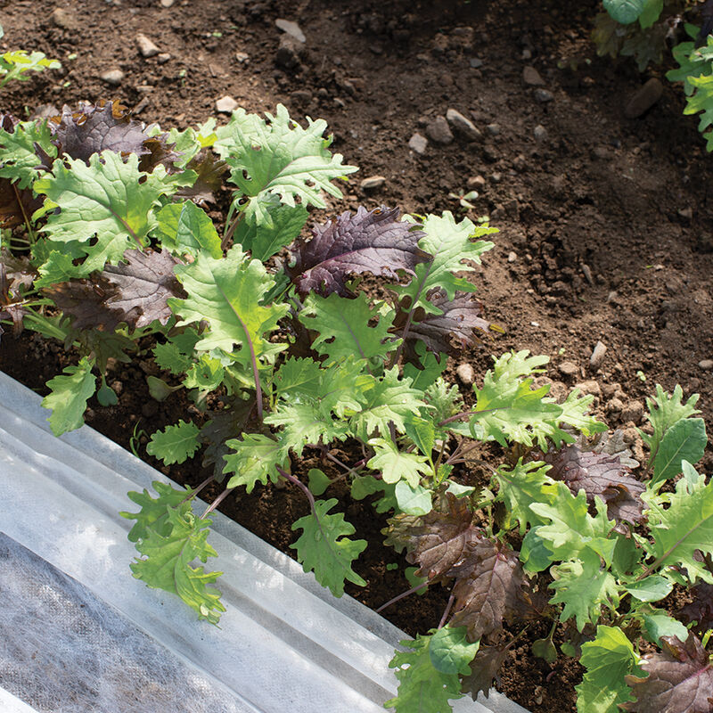 Kale 'Kalebration MIx'