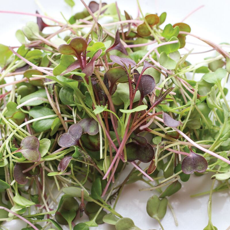 Microgreen 'Kalefetti Mix'