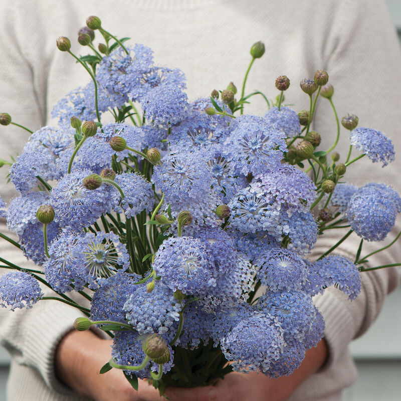 Lace Flower 'Lacy Blue'