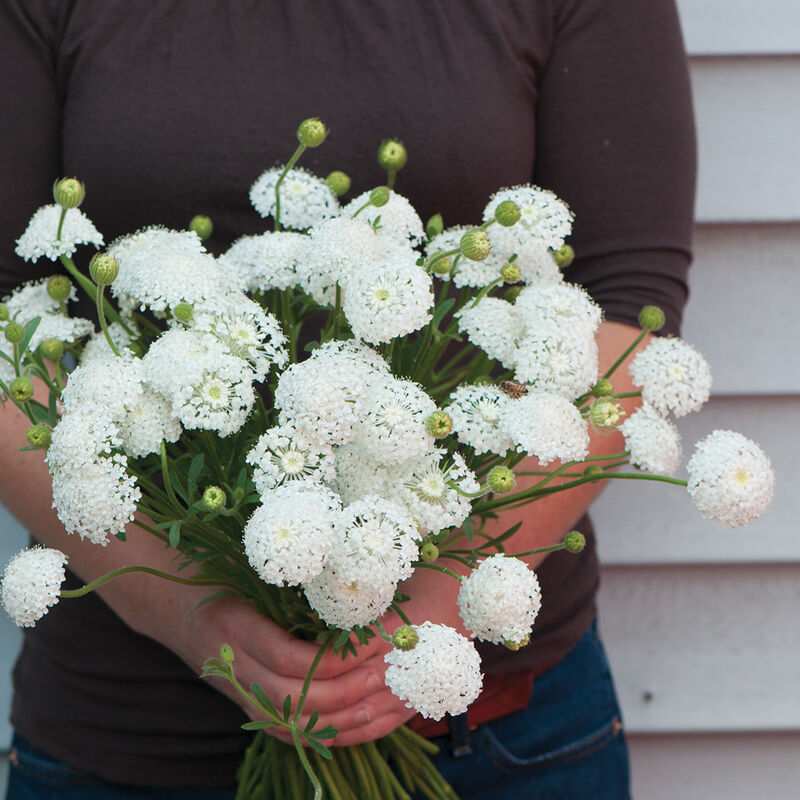 Lace Flower 'Lacy White'