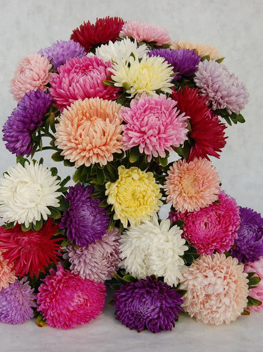 Aster 'Lady Coral Mix'