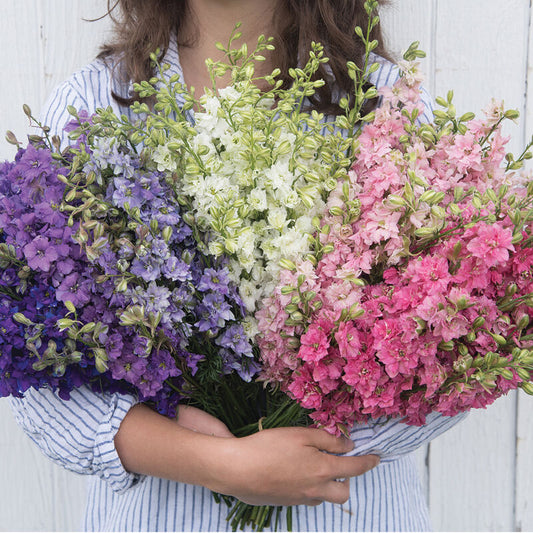 Larkspur 'Mix'