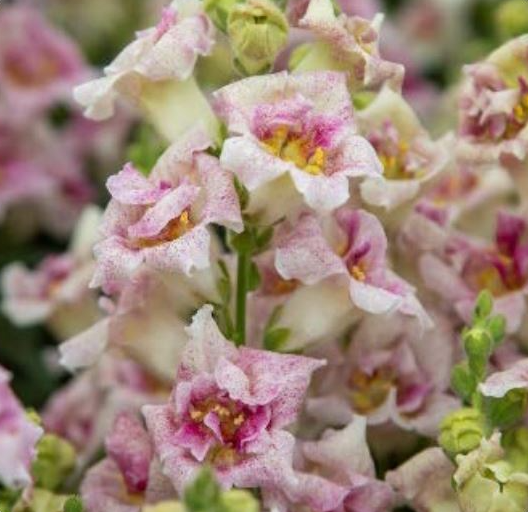 Snapdragon 'Duet Lavender Speckle'