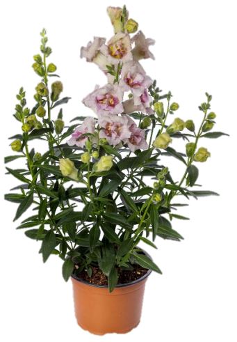 Snapdragon 'Duet Lavender Speckle'