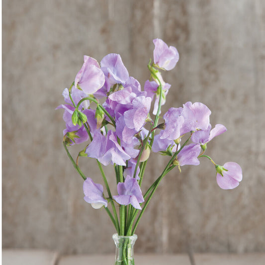 Sweet Pea 'Royal Lavender'