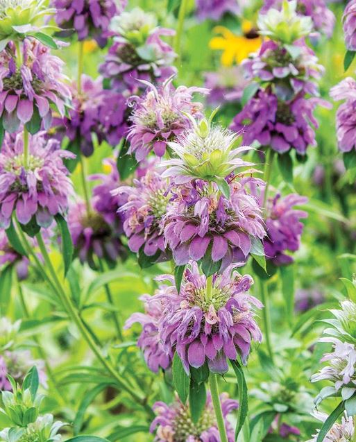 Bee Balm 'Lemon Bergamot'