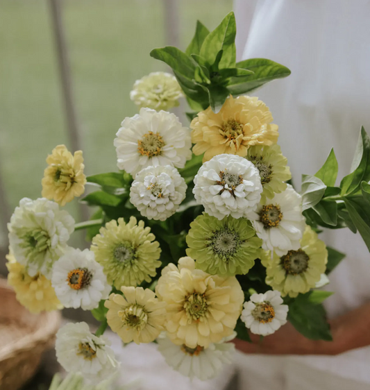 Zinnia 'Limoncello Mix'