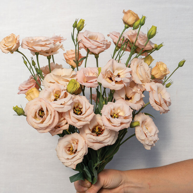 Lisianthus 'LisAdora Apricot III'