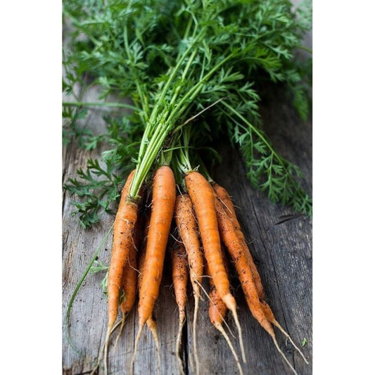 Carrot 'Little Fingers'