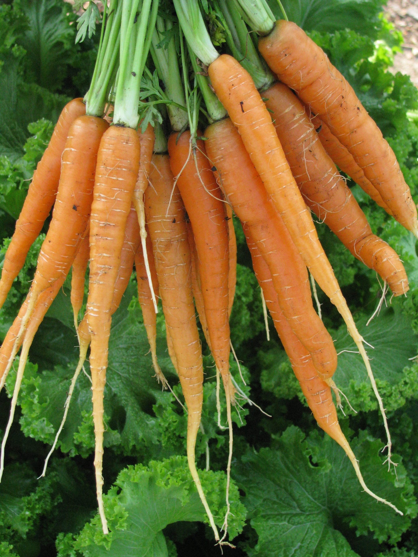 Carrot 'Little Fingers'