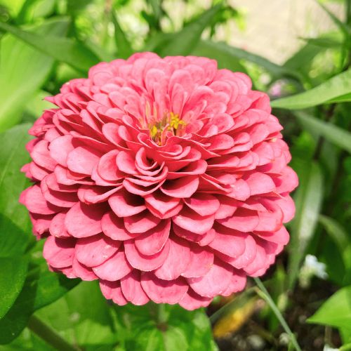 Zinnia 'Luminosa'