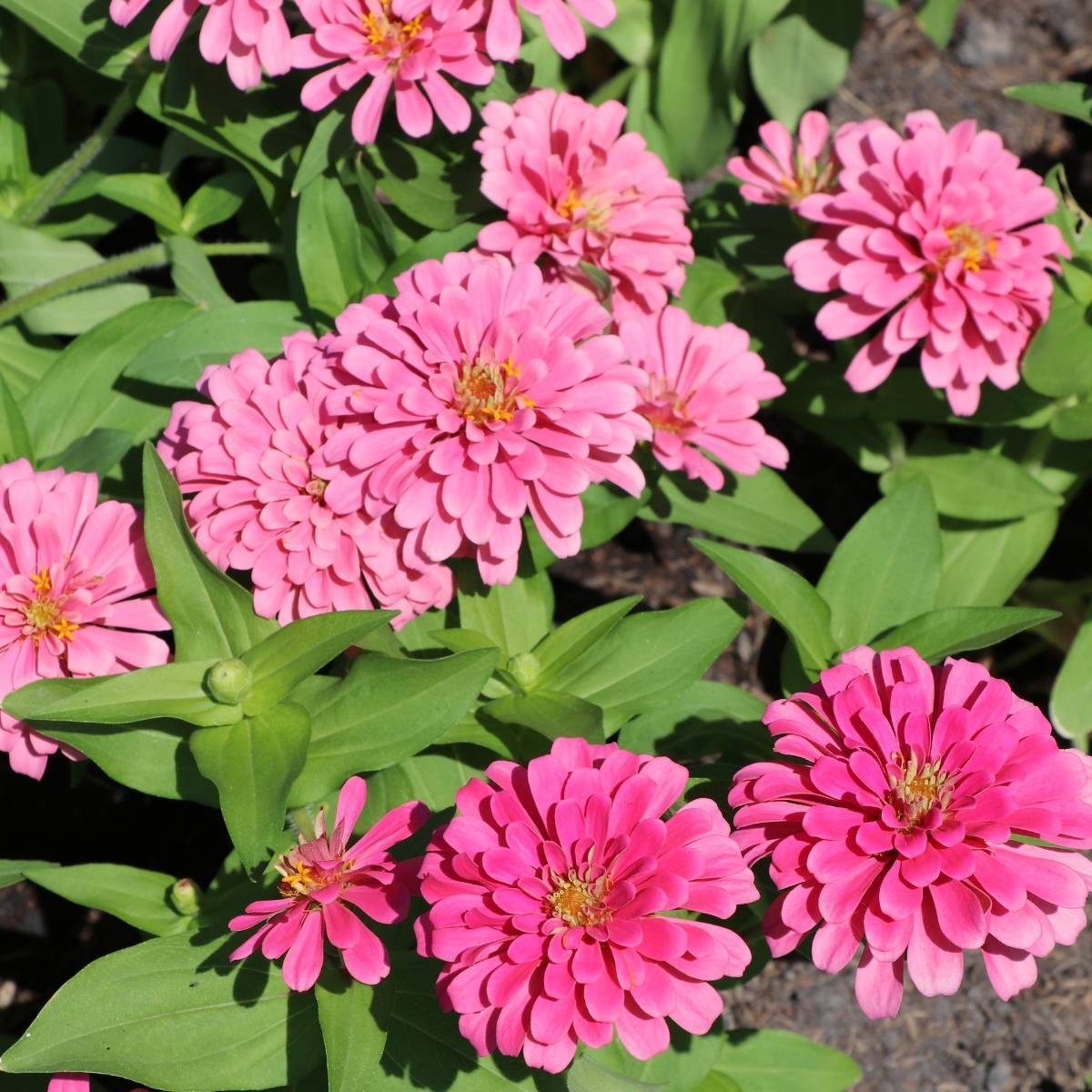 Zinnia 'Luminosa'