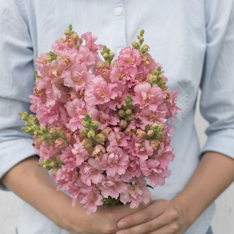 Snapdragon 'Madame Butterfly Light Pink'