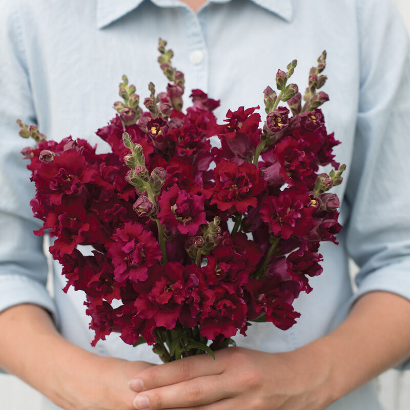 Snapdragon 'Madame Butterfly Red'