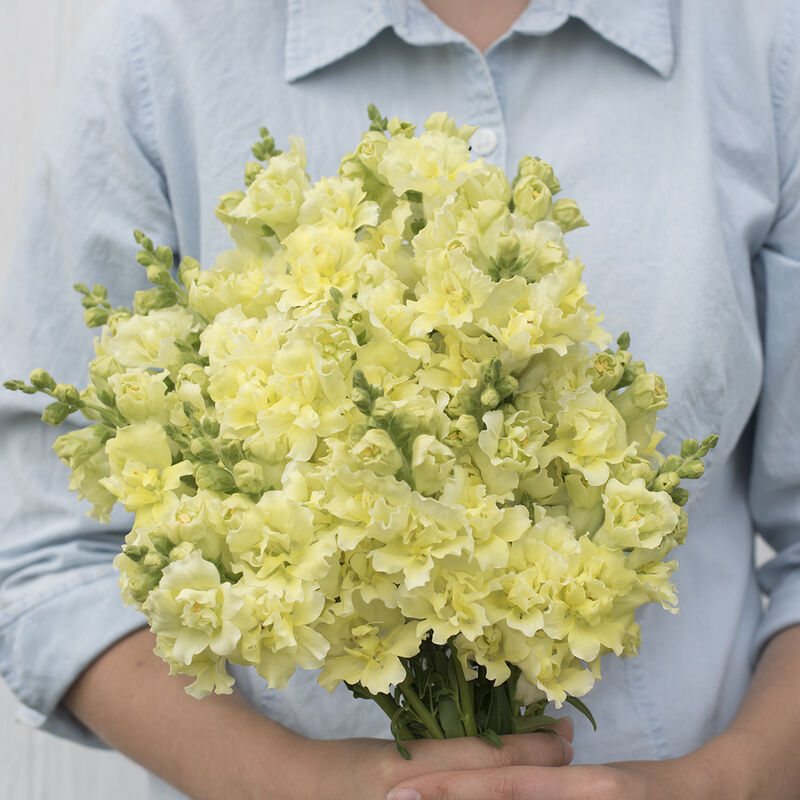 Snapdragon 'Madame Yellow'