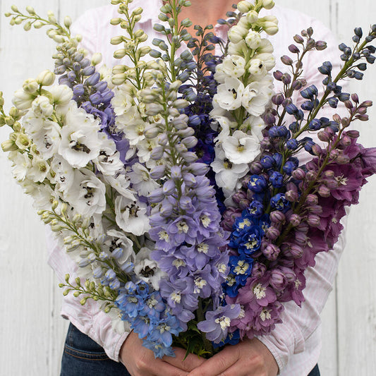 Delphinium 'Magic Fountains Mix'