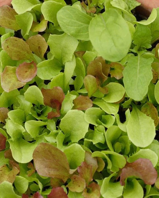 Lettuce 'Market Mix'