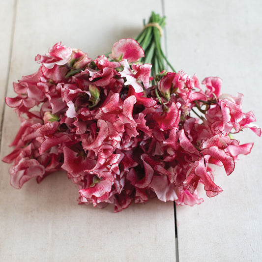 Sweet Pea 'Mars Ripple'