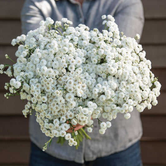 Yarrow 'Marshmallow'