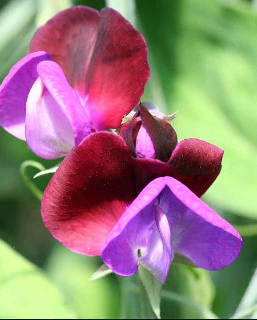 Sweet Pea 'Matucana'