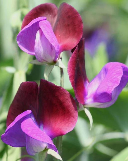 Sweet Pea 'Matucana'