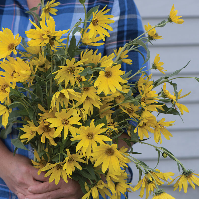 Sunflower 'Maximlian'