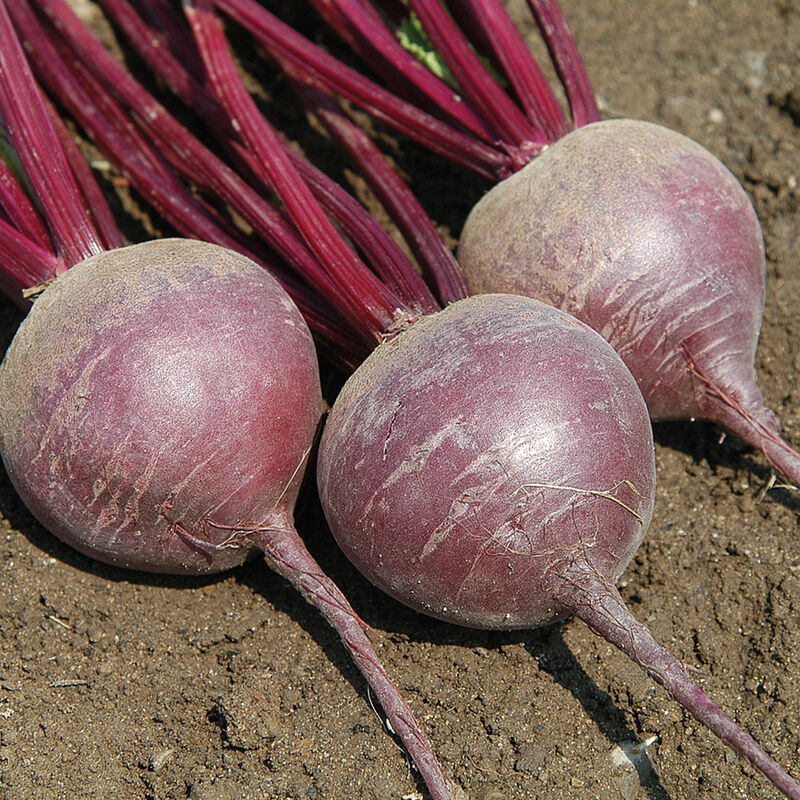 Beet 'Merlin'