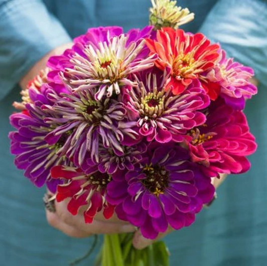 Zinnia 'Meteor Shower' Mix