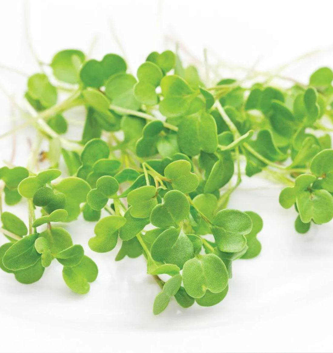 Microgreen 'Arugula'