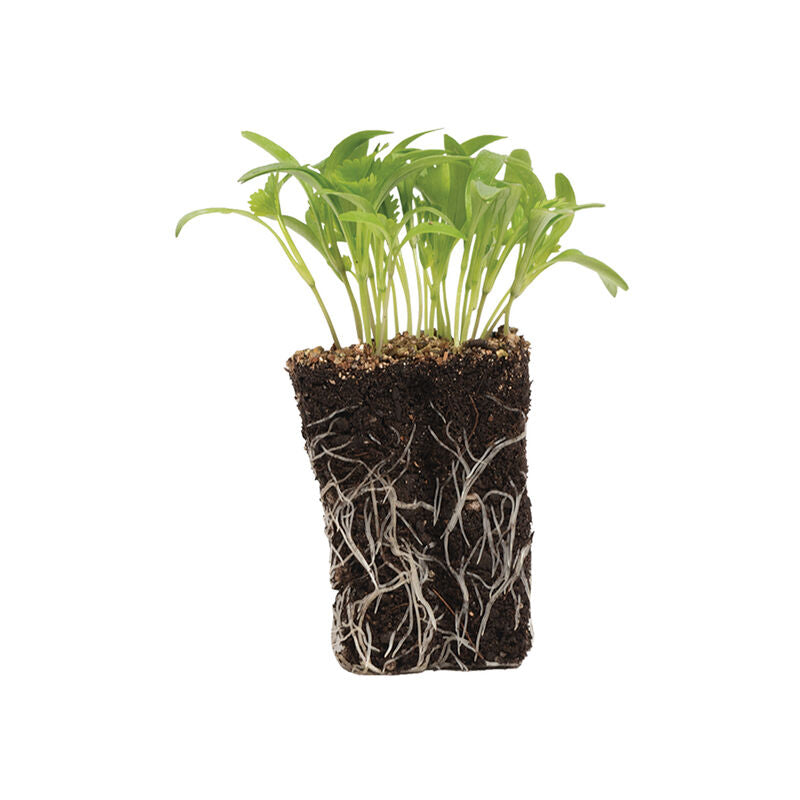 Microgreen 'Cilantro'